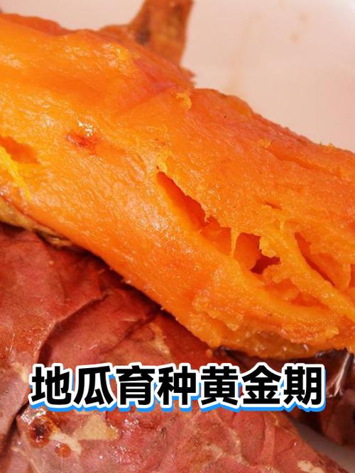 地瓜育种黄金期与林木育种育苗 两条绿色产业的并行之道