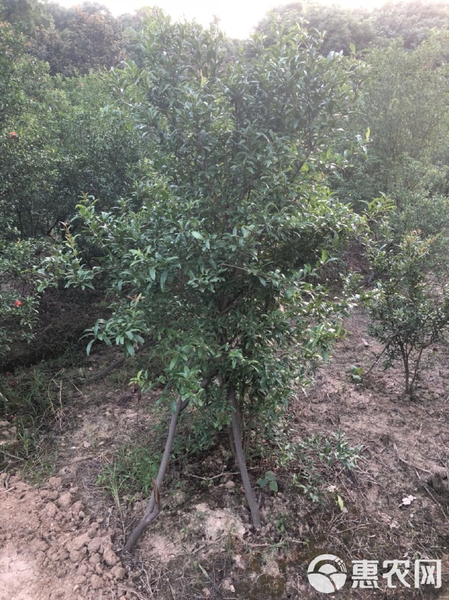 花石榴苗批发 沭阳花石榴价格85元/株，林木育种和育苗产业的新机遇