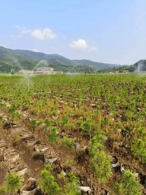 国家级科技小院 助力林业振兴
