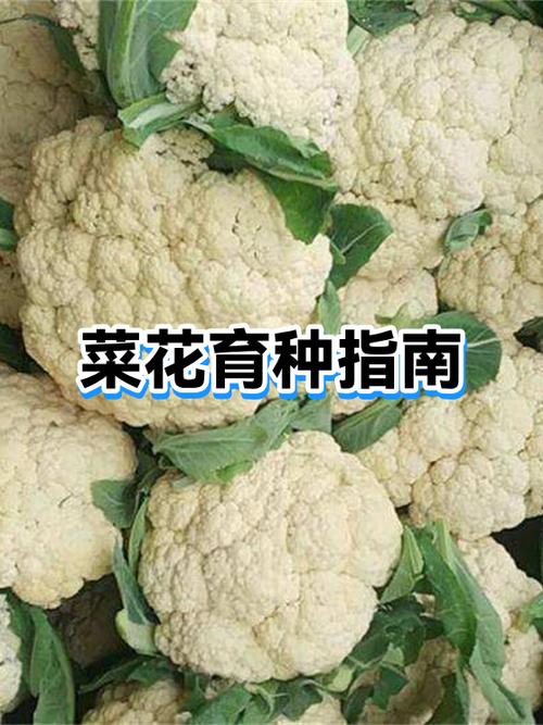 菜花育种指南